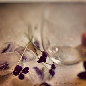 Iced flower Adam Quang IMG_2593