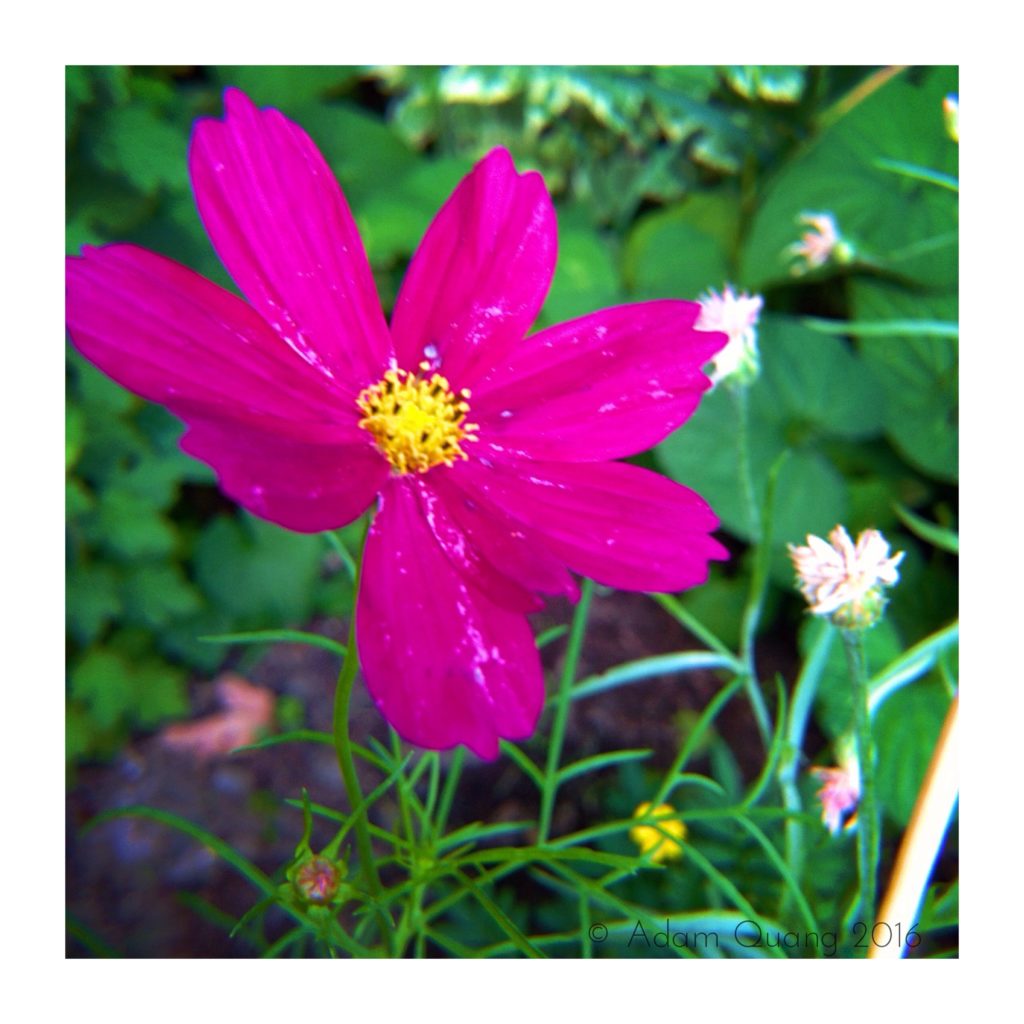 Cosmos flower from my garden. Research found touching soil and gardening can boot our happy mood, help with development of our immune and nervous system. IMG_3107