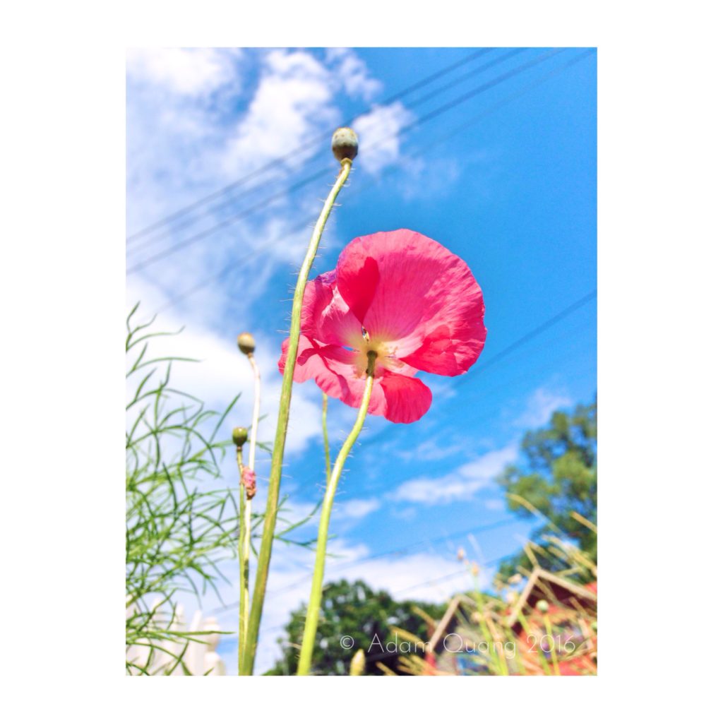 Poppy IMG_3659