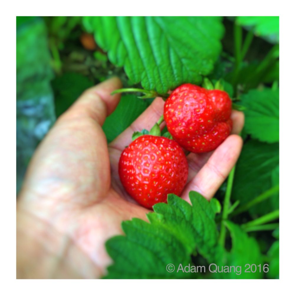 Strawberry moon is the time for 1st harvest Strawberries from my garden, yay happy me IMG_2639