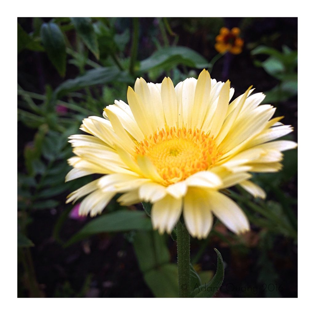 Yellow African daisy IMG_3340